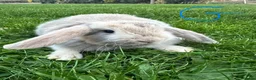 Mini Lop rabbits for sale: Mini Lop Rabbits For Sale  - Advert 6