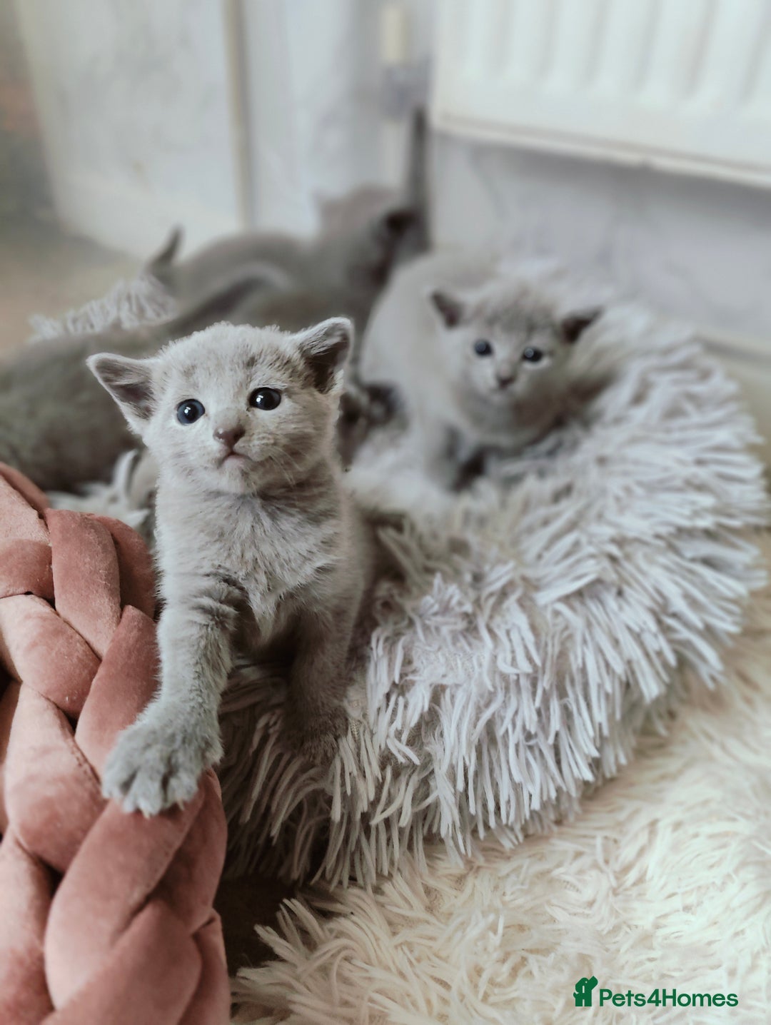 Russian Blue cats for sale: Full Pedigree Russian Blue kittens  - Advert 7