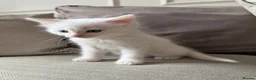 Domestic Shorthair cats for sale: White Male READY TO LEAVE - Advert 11