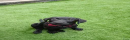 Labrador Retriever dogs for sale: Labador retriever kc girl - Advert 6