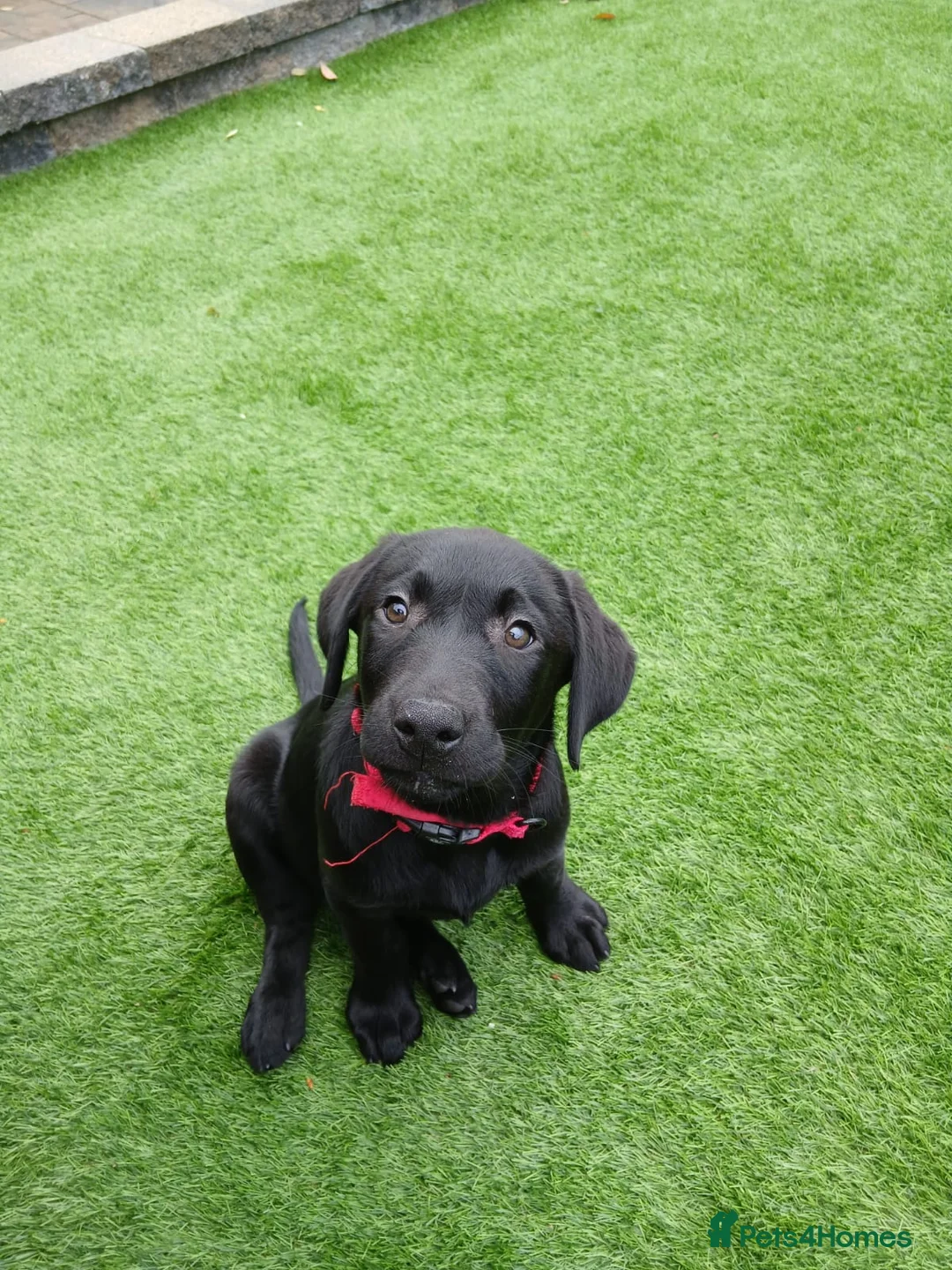 Labrador Retriever dogs for sale: Labador retriever kc girl - Advert 6