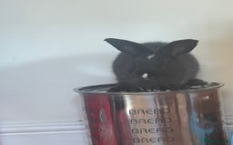 English Lop rabbits for sale: Rabbits  - Image 3