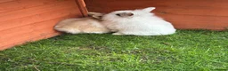Mixed Breed rabbits for sale: Baby rabbits ready now  - Advert 7