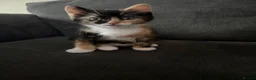 Mixed Breed cats for sale: 3 beautiful kittens  - Advert 6