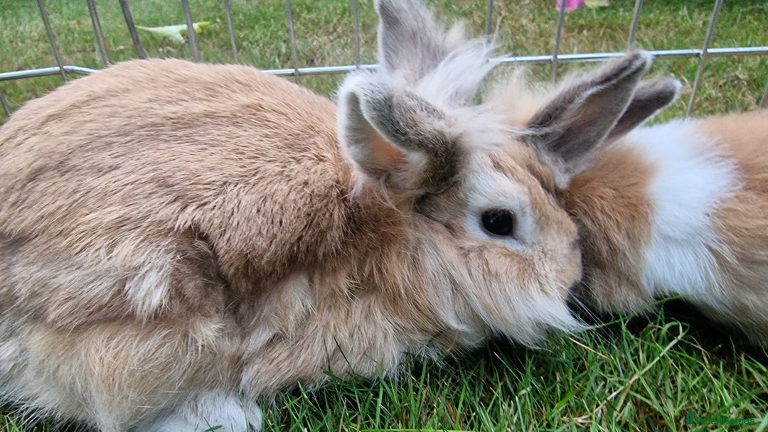 Lionhead rabbits for sale: 6 Cute Lionheads for sale - Image 5