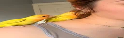 Lovebirds birds for sale: Beautiful Bonded Tame Pair of Lovebirds 1 year old - Advert 19