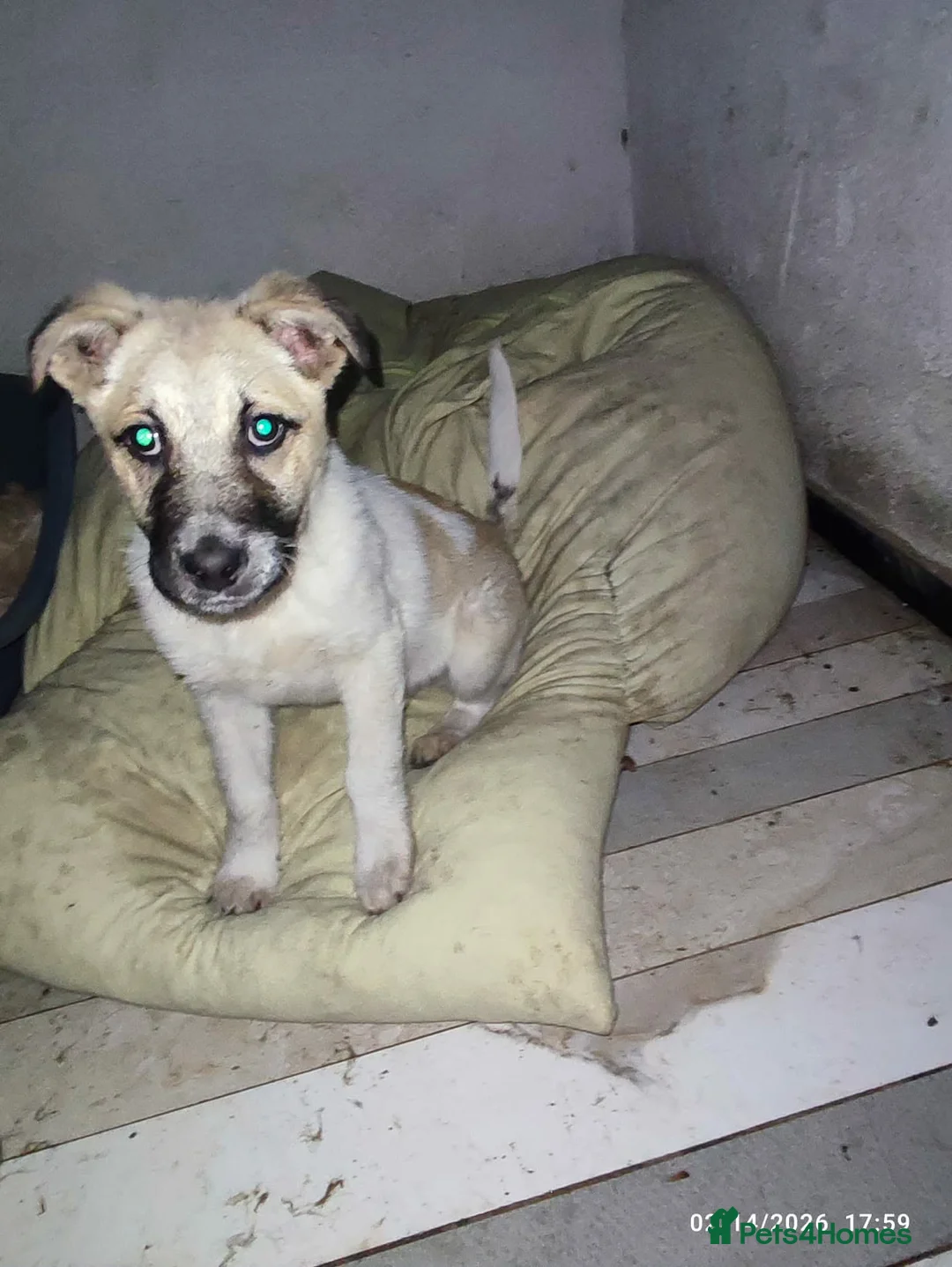 Mixed Breed dogs for adoption: Spikey 4.5 month Macedonian rescue  - Advert 7