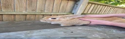 Mixed Breed rabbits for sale: Mutiple rabbits looking for forever homes - Advert 2