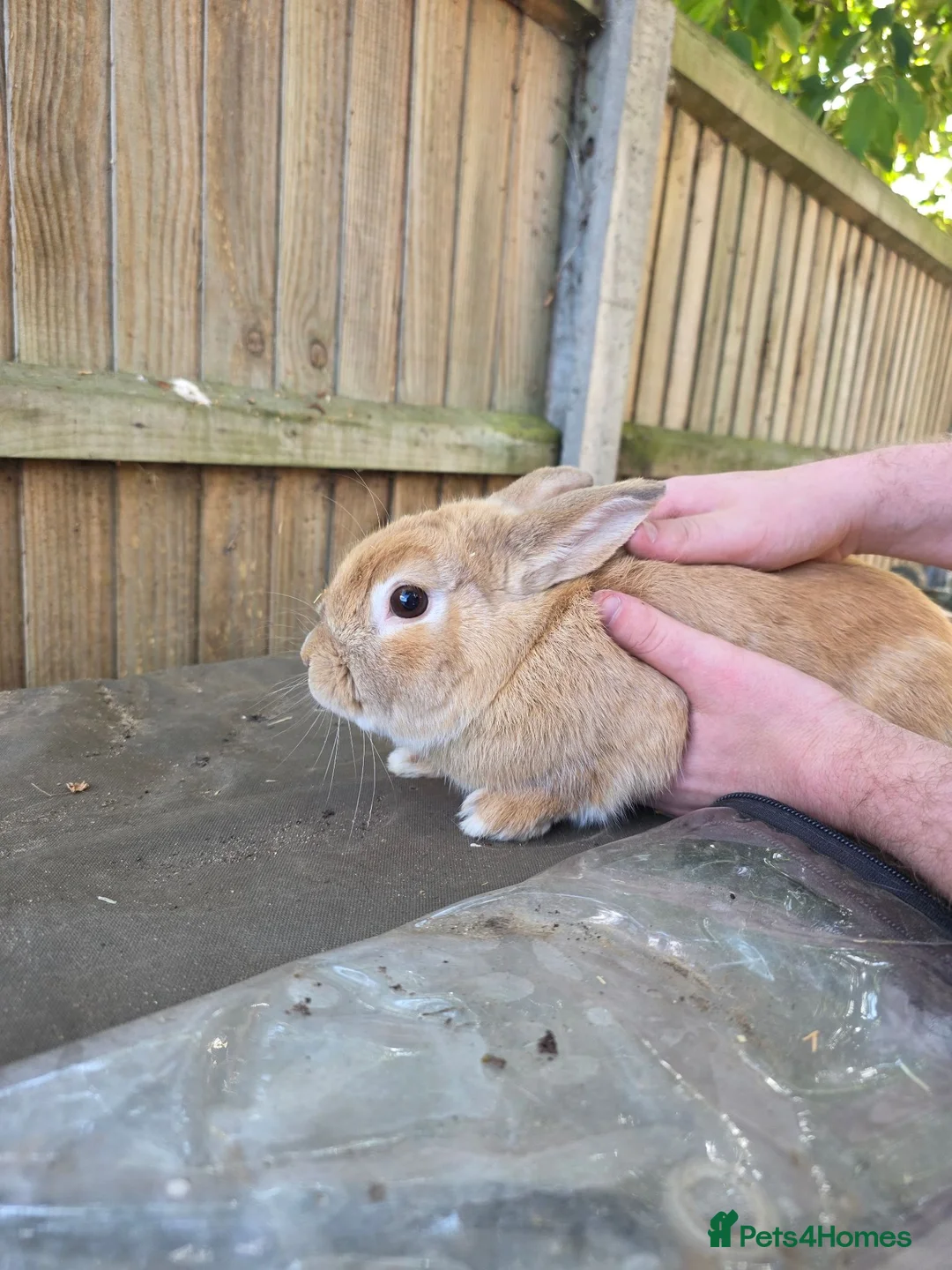 Mixed Breed rabbits for sale: Mutiple rabbits looking for forever homes - Advert 2