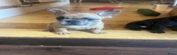French Bulldog dogs for sale: French bulldog puppies looking for good new home  in Lancaster - Advert 19