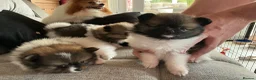 Pomeranian dogs for sale: True Tiny pomeranians teddy bear faced*ready now * - Advert 29