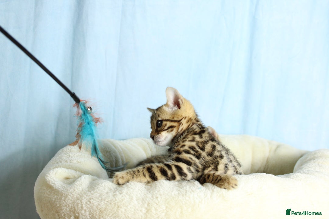 Bengal cats for sale: 🔥Absolute stunning Bengals for reservation🔥 - Image 15