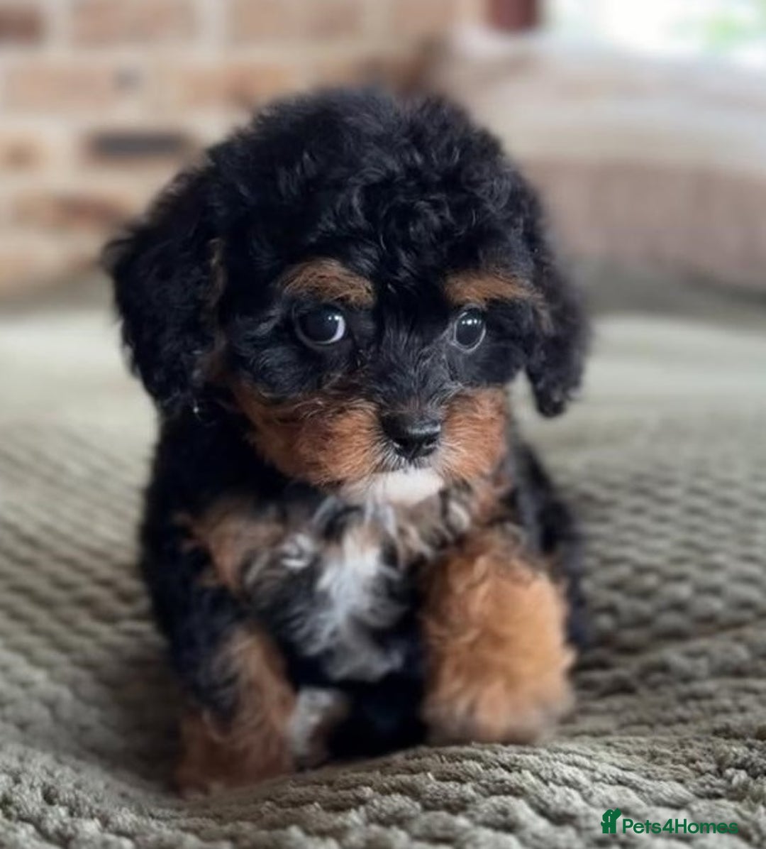 Cavapoo dogs for sale: Beautiful purebred Cavapoo Puppies - Image 19