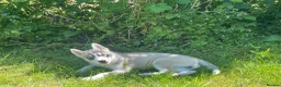 Huskita dogs for sale: Siberian Husky/Huskita Puppy - Advert 1