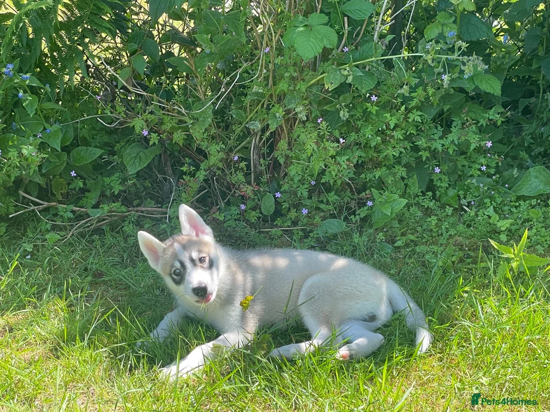 Huskita dogs for sale: Siberian Husky/Huskita Puppy - Advert 1