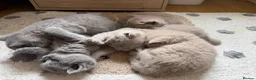 British Shorthair cats for sale: Adorable British Shorthair Kittens  in Coventry - Advert 13