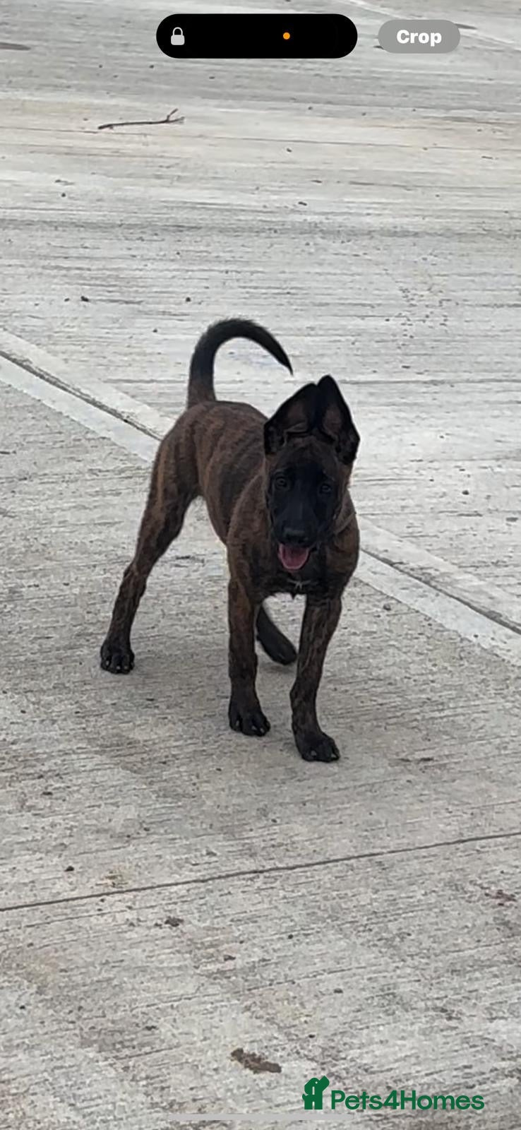 Belgian Shepherd Dog dogs Dutch herder  - Advert 1