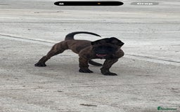 Belgian Shepherd Dog dogs for sale: Dutch herder  - Image 1
