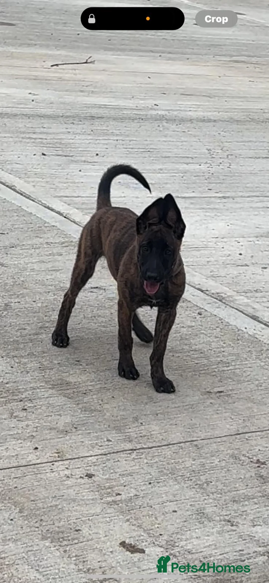 Belgian Shepherd Dog dogs for sale: Dutch herder  - Advert 1