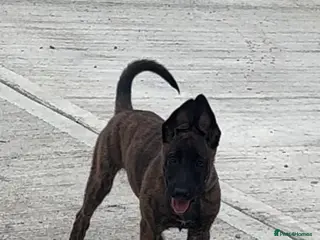 Belgian Shepherd Dog dogs Dutch herder - Advert 1