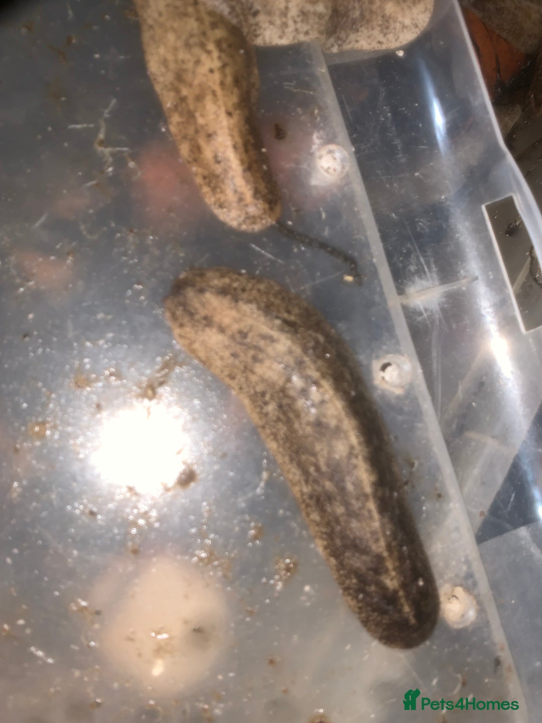 Slugs invertebrates for sale: Pancake slugs group  - Image 1