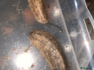 Slugs invertebrates - Advert 29