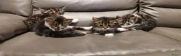 Mixed Breed cats for sale: 4 beautiful kittens  - Advert 6