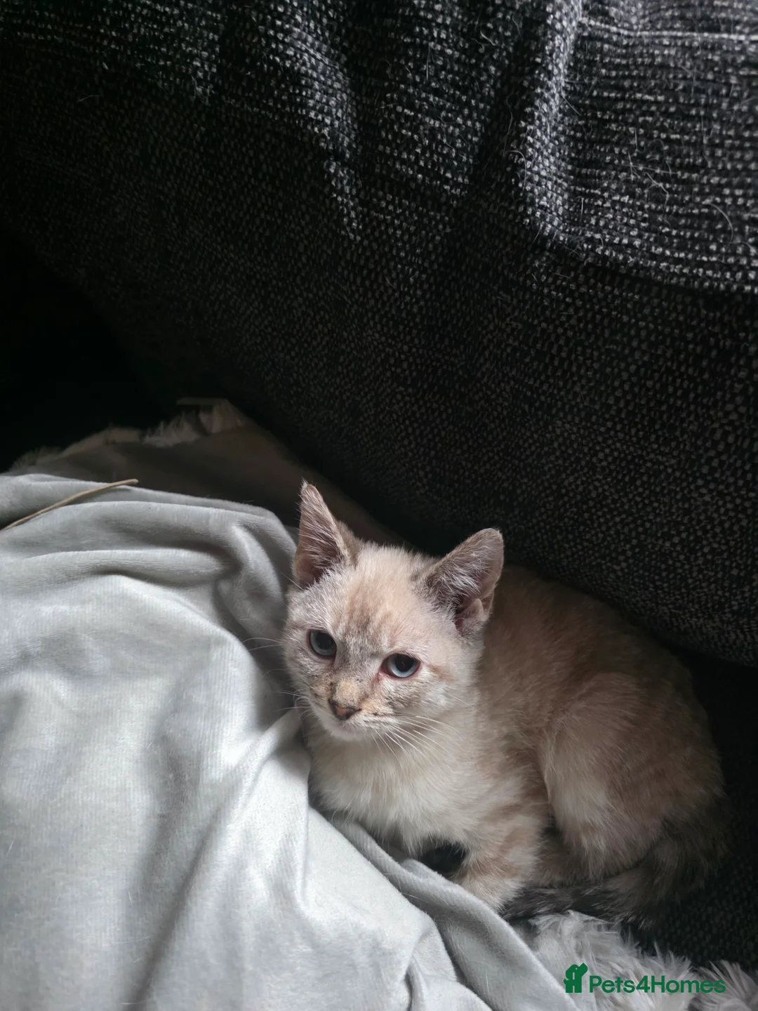 Mixed Breed cats for sale: Snow bengal x kittens ready now - Advert 9