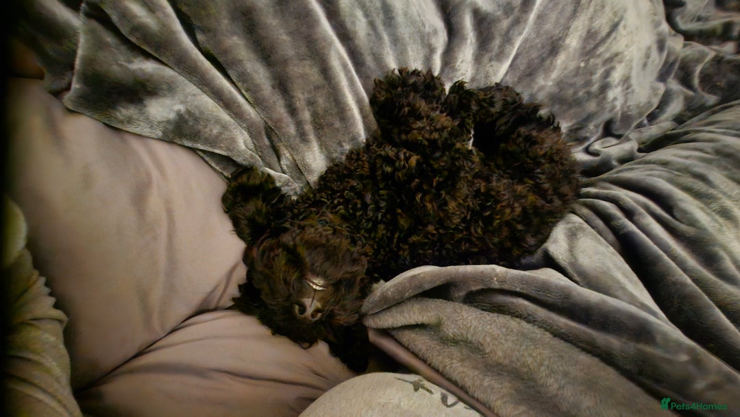 Cockapoo dogs for sale: Beautiful Black Cocapoo Boy - Advert 2