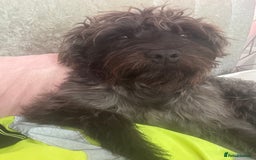 Patterdale Terrier dogs for sale: ❤️❤️Rosie & bobs litter ❤️❤️ - Image 18