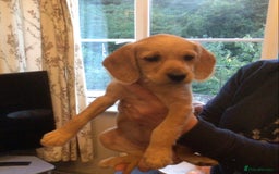 Hungarian Vizsla dogs for sale: VIZSIPOO puppies, Vizsla x Miniature Poodle - Image 2