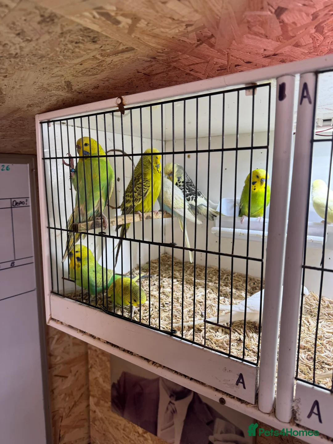 Budgerigars birds for sale: Budgies all colours  - Advert 2