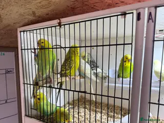Budgerigars birds Budgies all colours - Advert 23
