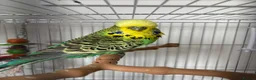 Budgerigars birds for sale: Budgie and Cage for sale  in Immingham - Advert 2