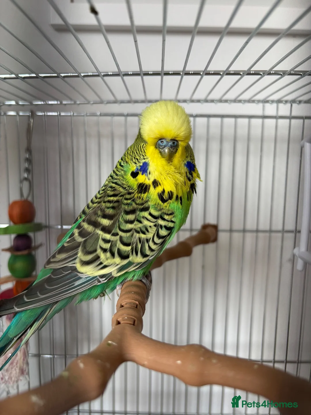 Budgerigars birds for sale: Budgie and Cage for sale  in Immingham - Advert 2