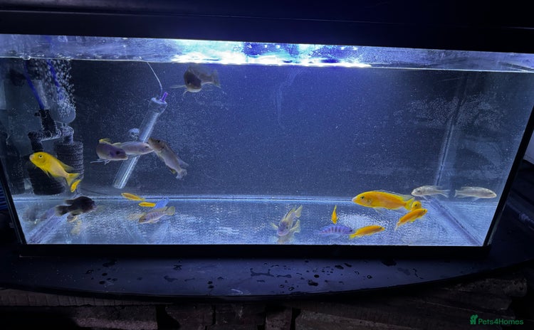 Cichlids fish - Advert 2