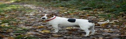 Jack Russell dogs for stud: Jack Russel for stud - Advert 3