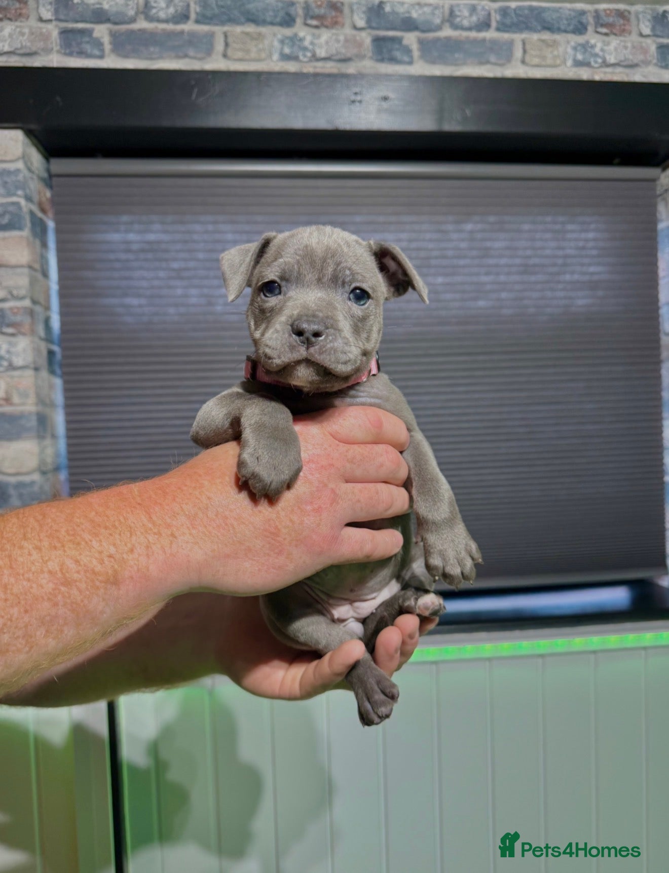 Staffordshire Bull Terrier dogs Blue Staffordshire Bull Terrier Champion Pups  - Advert 1