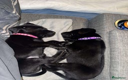 Labrador Retriever dogs for sale: Labrador Puppies  - Image 6