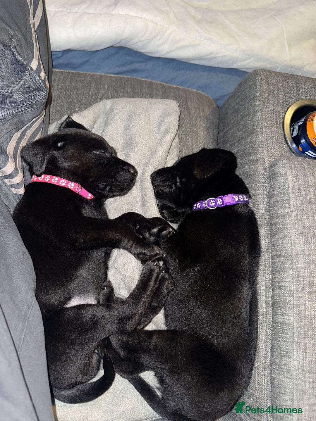 Labrador Retriever dogs for sale: Labrador Puppies  - Image 6