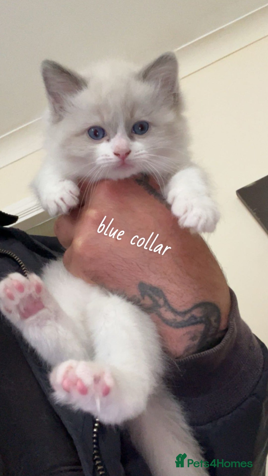 Ragdoll cats Gorgeous Ragdoll Kittens Looking for Loving Homes - Advert 16