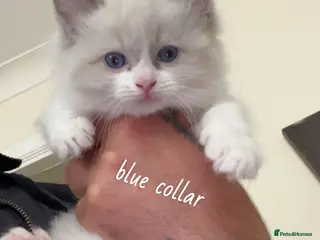 Ragdoll cats Gorgeous Ragdoll Kittens Looking for Loving Homes - Advert 16