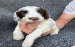 Cockapoo dogs for sale: Adorable Cockerpoo Puppies Ready - Image 17