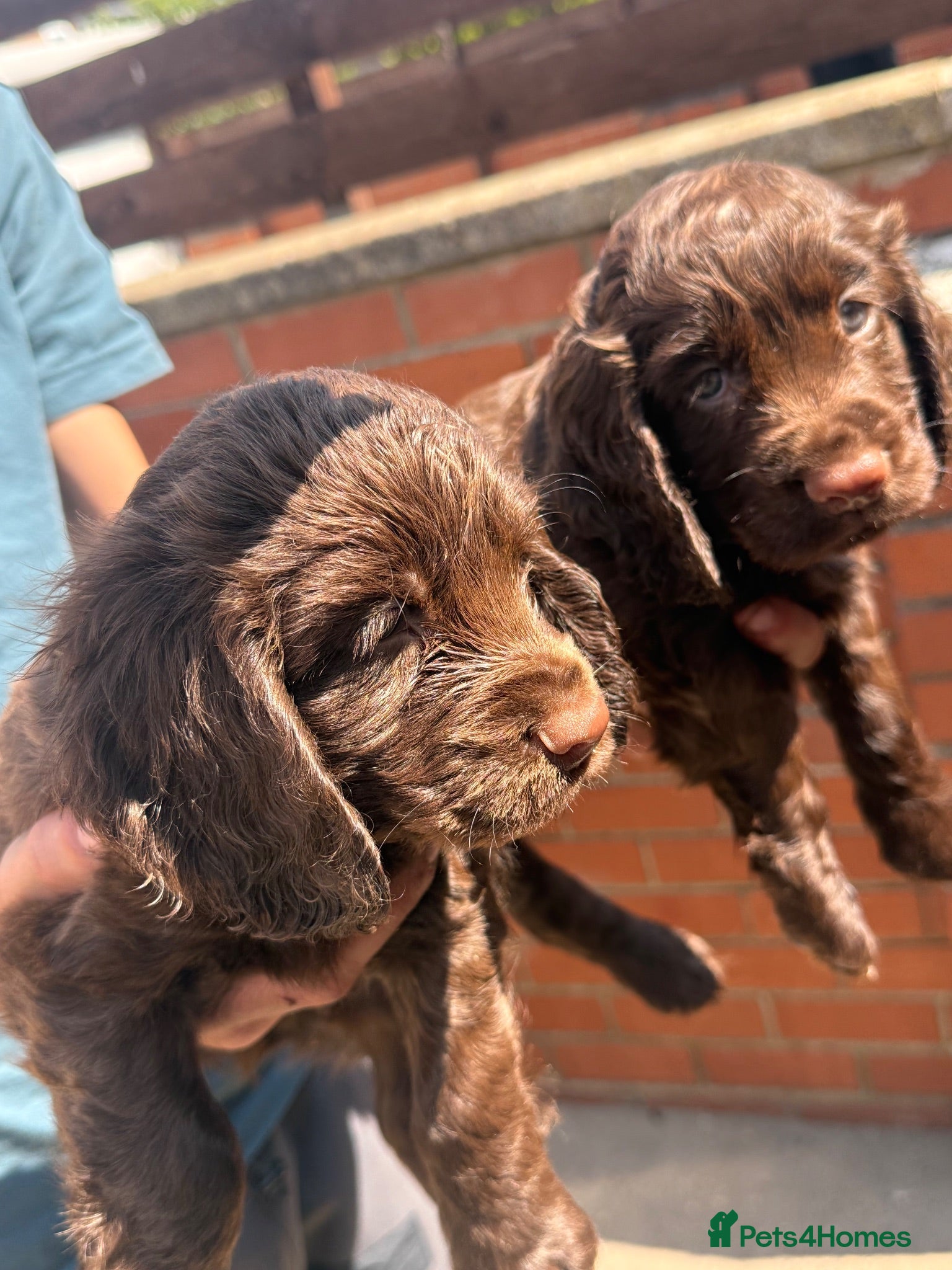 Cocker Spaniel dogs KC WORKING COCKER SPANIELS FTCH BLOODLINES  - Advert 2