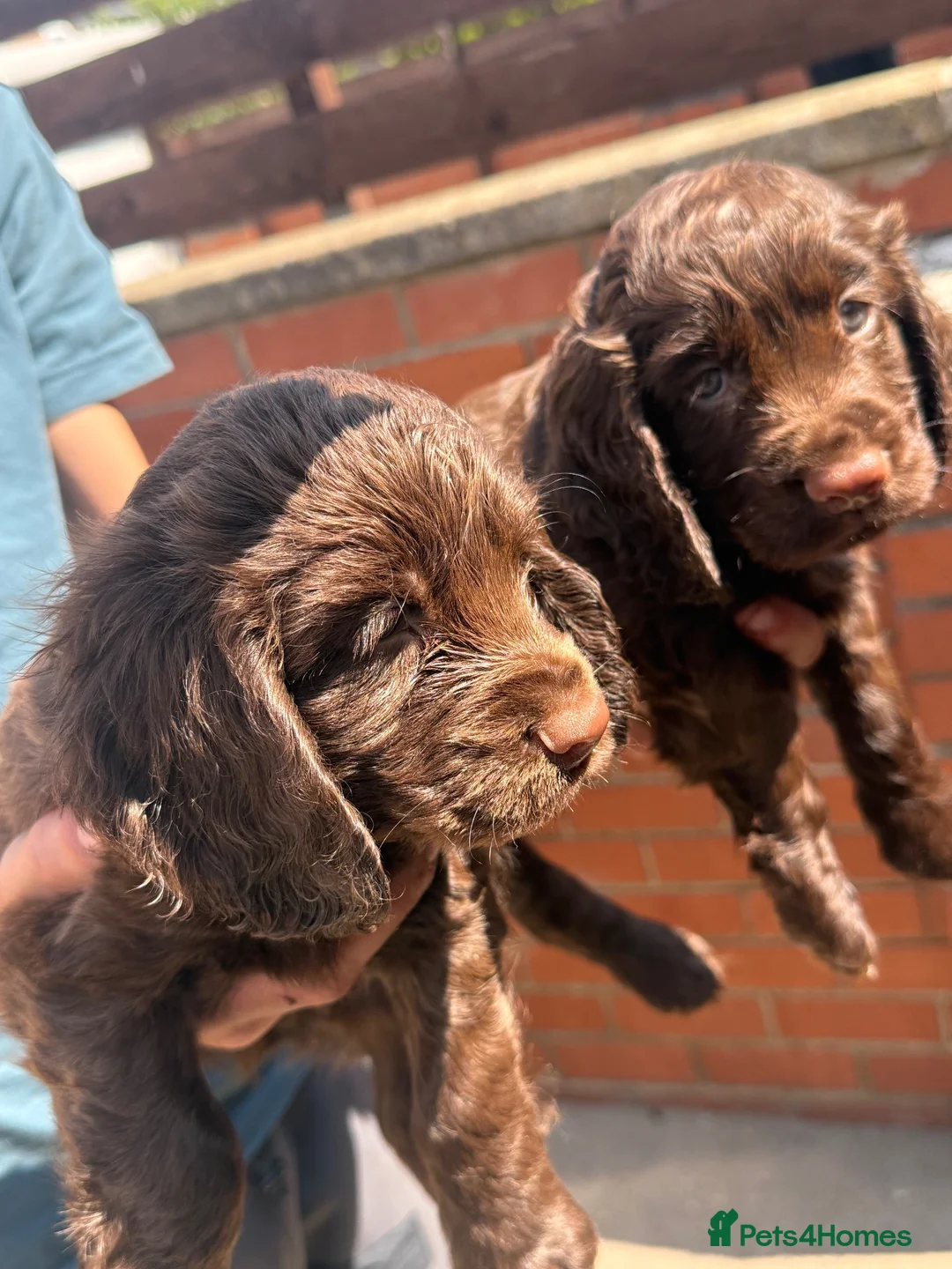Cocker Spaniel dogs for sale: KC WORKING COCKER SPANIELS FTCH BLOODLINES  in Doncaster - Advert 2