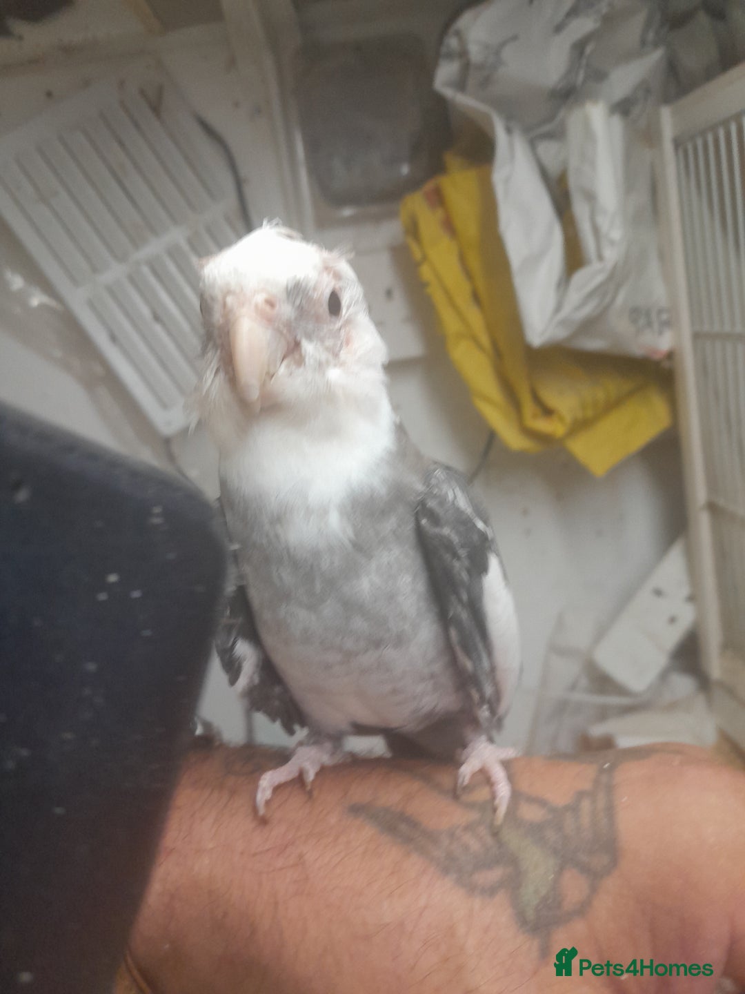 Cockatiels birds for sale: Hand reared semi tame cockatiels  - Image 4