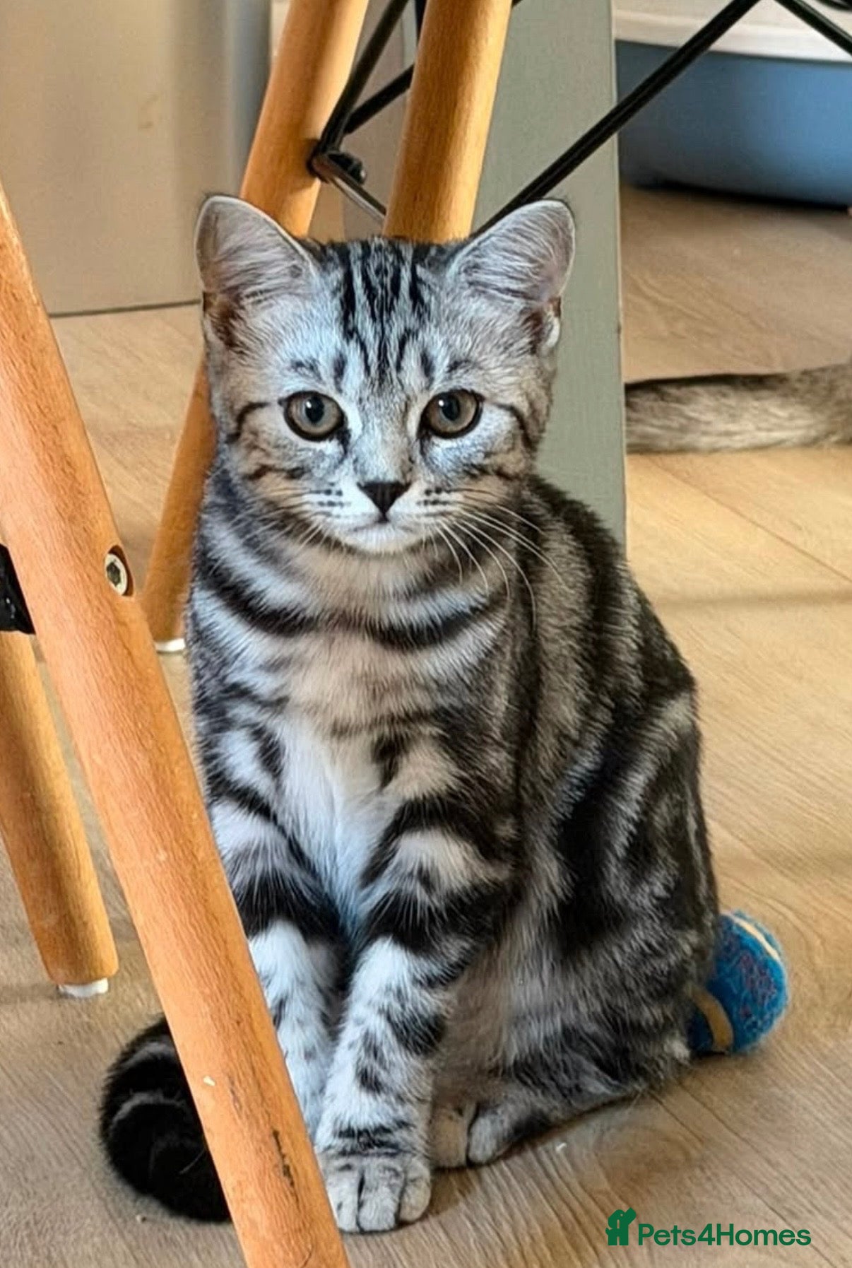 British Shorthair cats 5 month old BSH girl Active or non Active - Advert 4