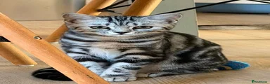 Nova