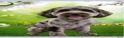 Cockapoo dogs for sale: Merle Female Cockapoo Age 2.5 years  - Advert 3