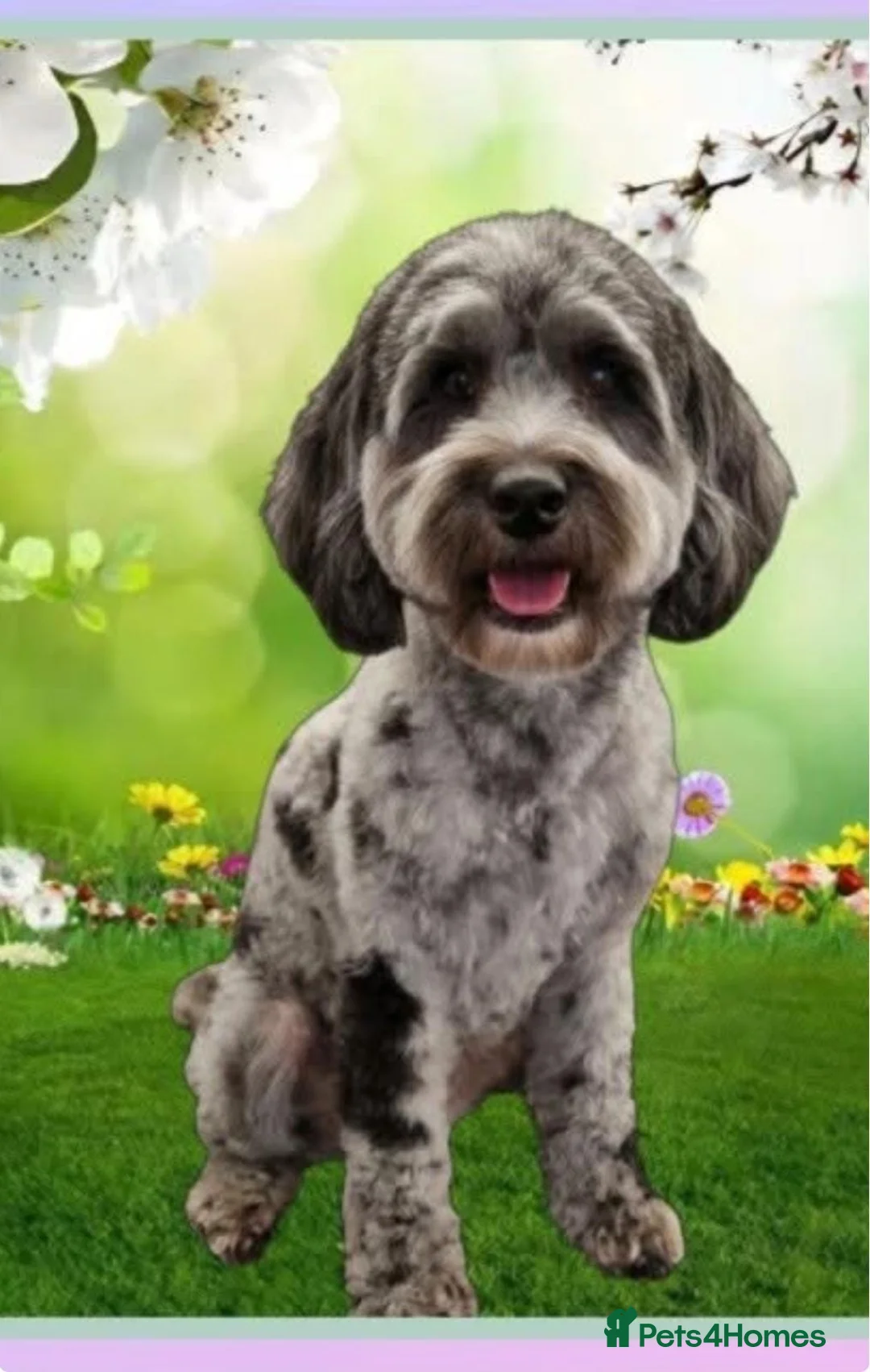 Cockapoo dogs for sale: Merle Female Cockapoo Age 2.5 years  - Advert 3
